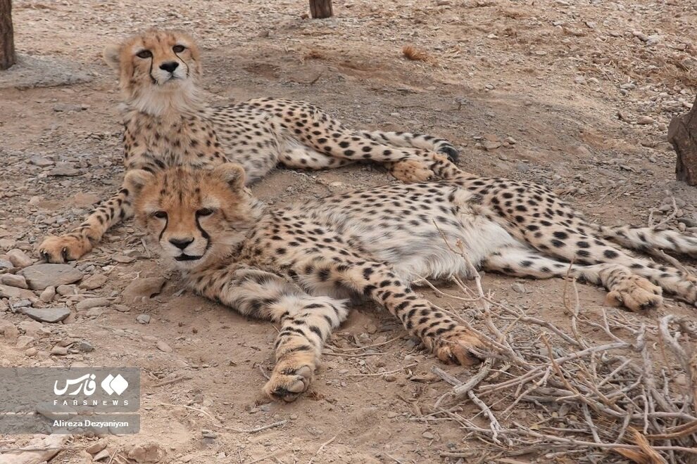 «آذر» و «توران» در حال آفتاب گرفتن/ عکس