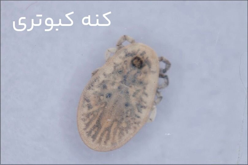 حقایق عجیب راجع به حشرات موذی خانگی