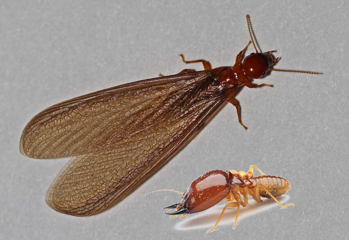 حقایق عجیب راجع به حشرات موذی خانگی