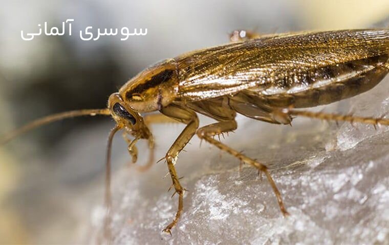 حقایق عجیب راجع به حشرات موذی خانگی