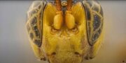 ترسناک‌ترین زنبور جهان طعمه‌اش را از درون می‌خورد/ عکس