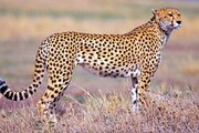 ببینید | لحظه حیرت انگیز غذا خوردن یک چیتا از دست مرد آفریقایی