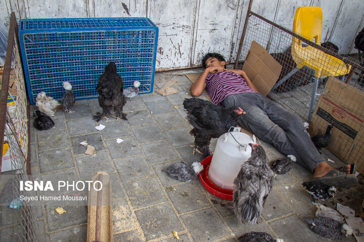 بازار حیوانات بغداد (بازار الغزل)