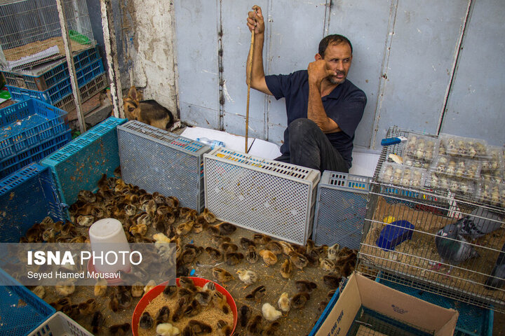 بازار حیوانات بغداد (بازار الغزل)