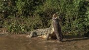 ببینید | شکار هولناک تمساح غول پیکر نیل