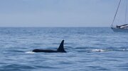ببینید | حمله غافلگیرکننده نهنگ قاتل به دلفین در حین پرش بیرون از آب