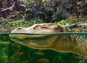 کشف یک گونه جدید تمساح با قیافه‌ای بسیار متفاوت/ عکس