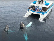 رقص عجیب نهنگ‌ها در آب!/ عکس