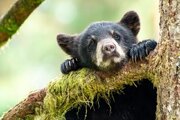ببینید | رویارویی نفس‌گیر یک کودک با خرس سیاه