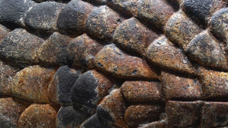 زلزله باعث بیرون آمدن این مار غولپیکر از دل زمین شد/ عکس