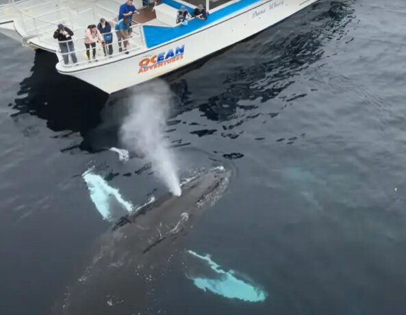 این دو نهنگ سارق یک قایق گردشگری را دزدیدند!