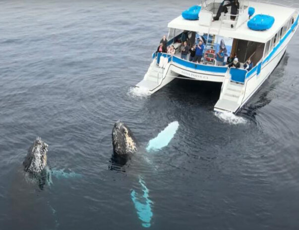 این دو نهنگ سارق یک قایق گردشگری را دزدیدند!