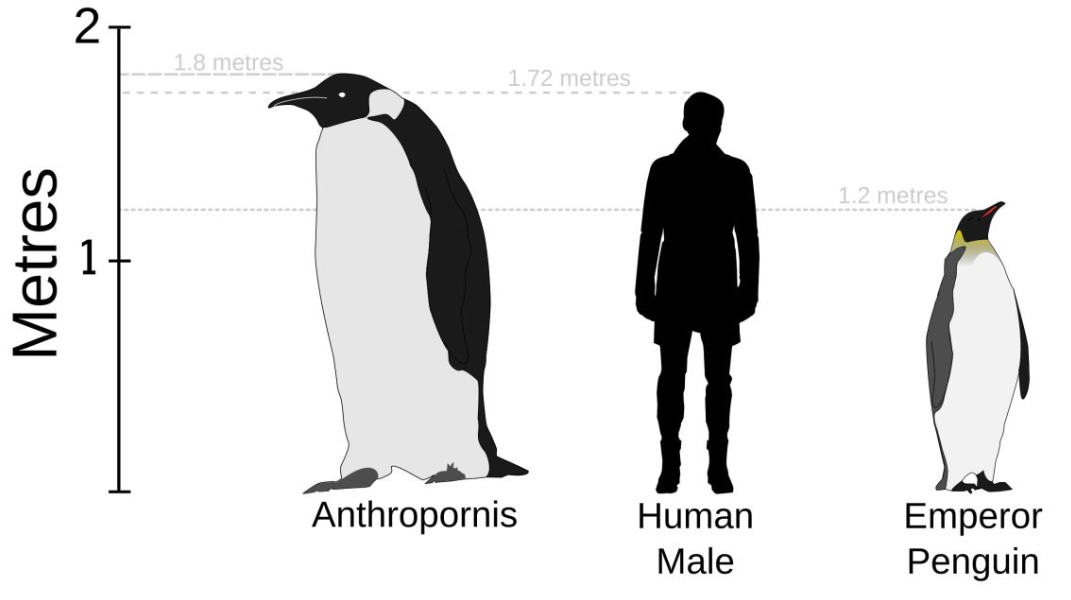 پنگوئن غول‌پیکر ۱۶۰ کیلویی با ۲ متر قد