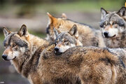 ببینید | ترسناک‌ترین حمله حیات وحش؛ ۲۰ گرگ گرسنه به دنبال ۱۵۰ گوزن