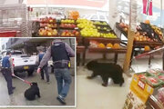 ببینید | ورود سرزده توله خرس سیاه به یک فروشگاه مواد غذایی