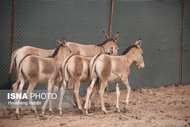 تولد ۲ گورخر ایرانی خارج از فصل زایمان/ عکس