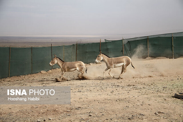 تولد ۲ گورخر ایرانی خارج از فصل زایمان/ عکس