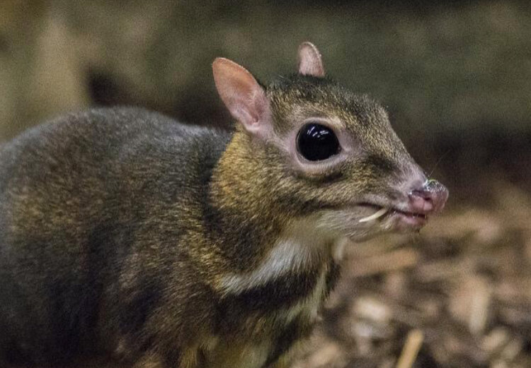 موش یا گوزن، جانور عجیبی که گمان میرفت منقرض شده/ عکس