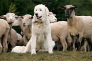 ببینید | محافظت خنده‌دار یک سگ از مزرعه در مقابل گوسفندان