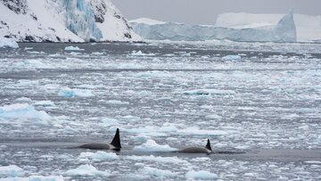 orcas-to-become-smarter.jpg