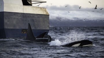 orca-Sharing-scavenging-techniques.jpg