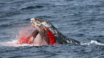 نهنگ‌های قاتل باهوش‌تر شده‌اند؟