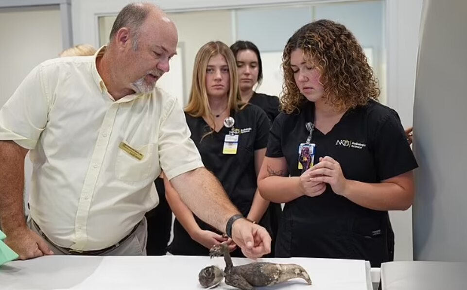 فاش کردن اسرار پری دریایی فیجی با اشعه ایکس/ عکس