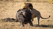 ببینید | شکار بوفالو غول پیکر توسط شیر نر گرسنه