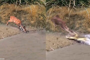 ببینید | فرار برق آسای یک آهو از حمله تمساح