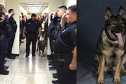 ببینید | خداحافظی تحسین برانگیز با یک سگ پلیس مبتلا به سرطان