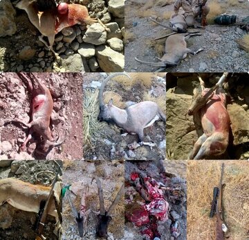 دستگیری بیرحمترین شکارچی ایران؛ صحنههایی دلخراش از شکار با اسلحهای خاص / عکس