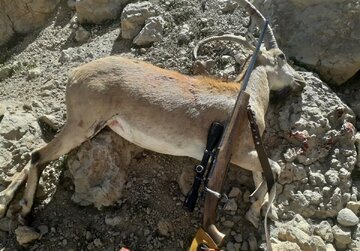 عکس | تصاویری وحشتناک تلخ از شکار ۹ کل بز کوهی در دنا