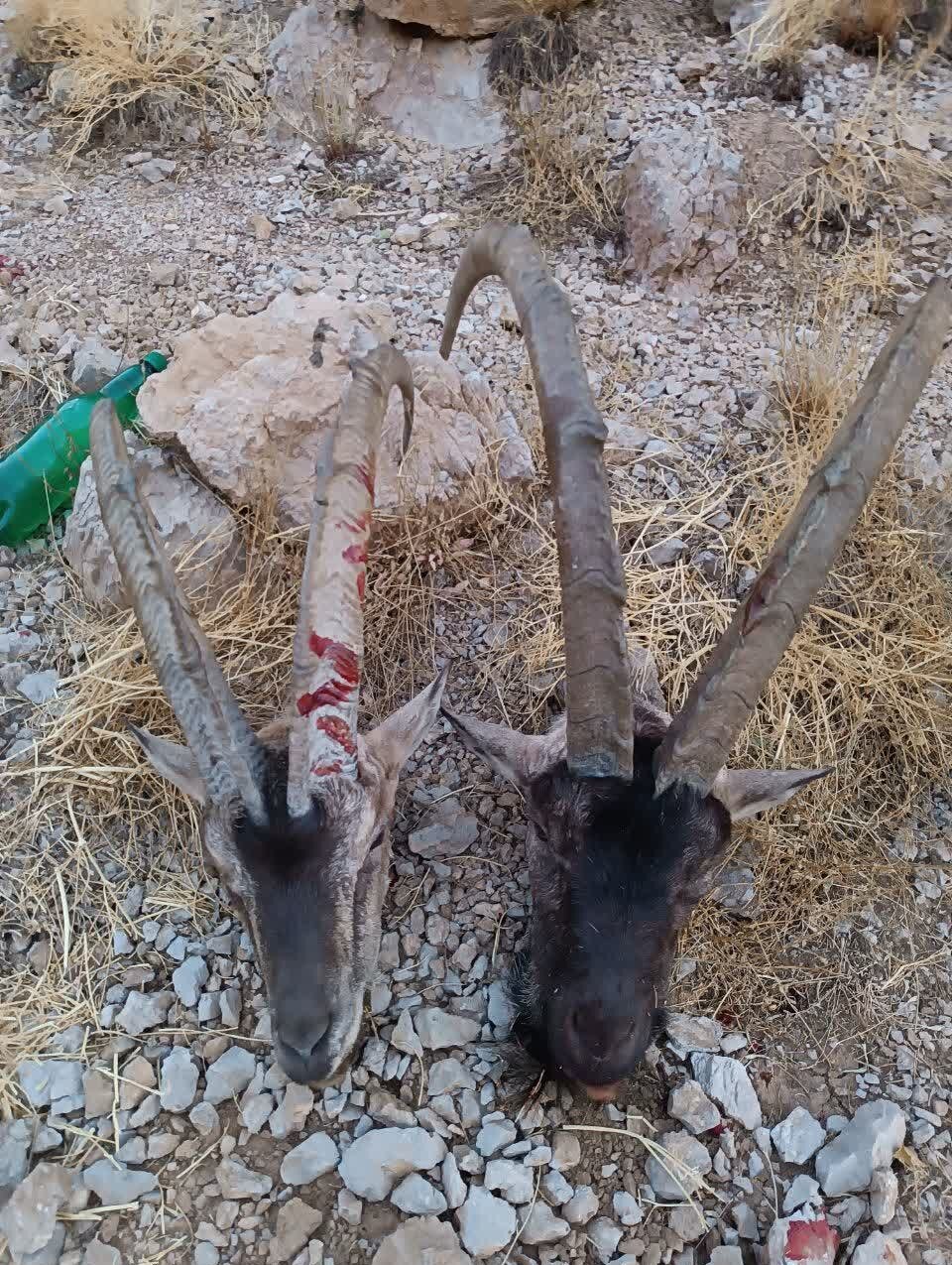 دستگیری بیرحمترین شکارچی ایران؛ صحنههایی دلخراش از شکار با اسلحهای خاص / عکس 6