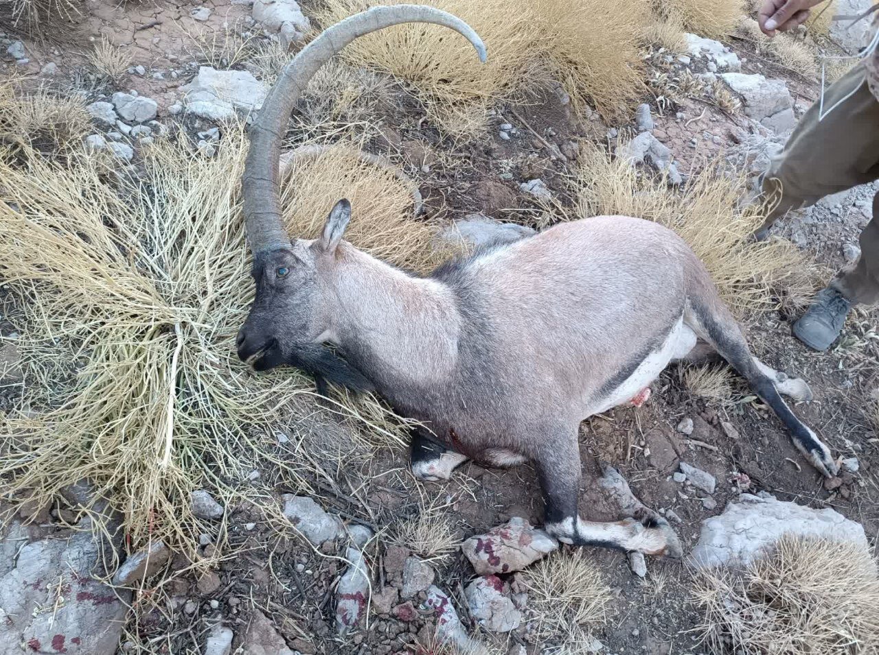 دستگیری بیرحمترین شکارچی ایران؛ صحنههایی دلخراش از شکار با اسلحهای خاص / عکس 5