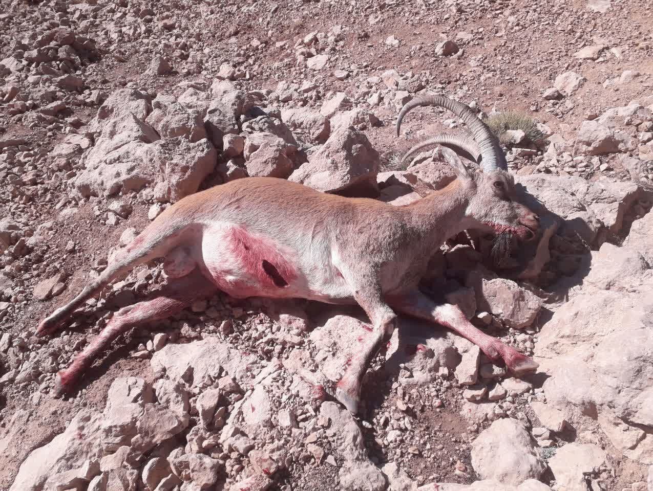 دستگیری بی‌رحم‌ترین شکارچی ایران؛ صحنه‌هایی دلخراش از شکار با اسلحه‌ای خاص/ عکس