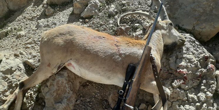 دستگیری بی‌رحم‌ترین شکارچی ایران؛ صحنه‌هایی دلخراش از شکار با اسلحه‌ای خاص/ عکس
