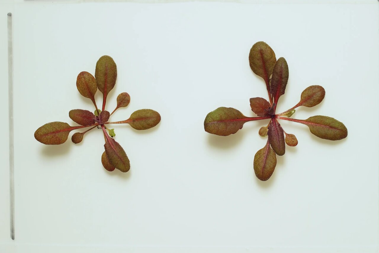 واکنش باورنکردنی گیاه وسواسی به آلودگی/ عکس