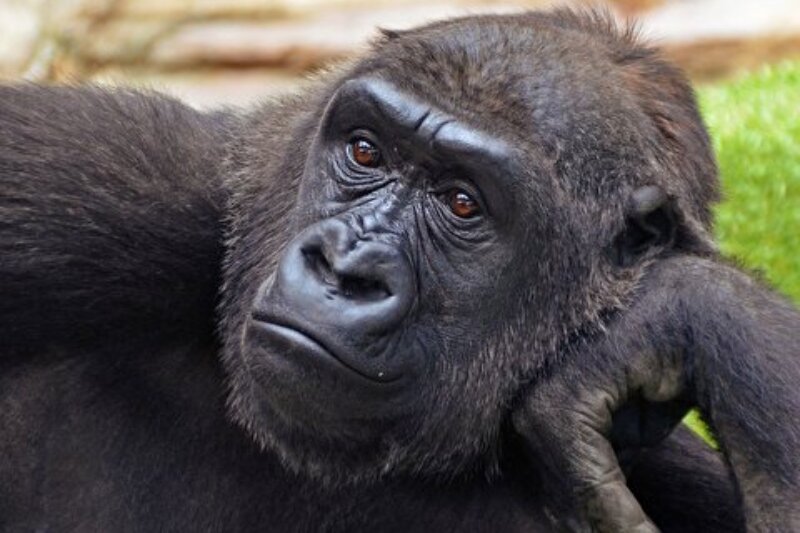 ببینید | حمله گوریل به یک بازدیدکننده باغ وحش