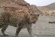 عکس | ژست و فیگور پلنگ ایرانی مقابل دوربین در پارک ملی گلستان