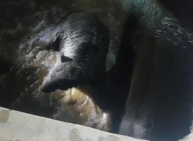 نجات یک قلاده خرس در شمیرانات/ عکس