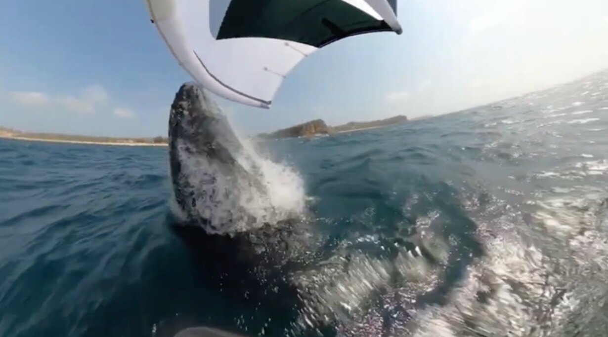 تصاویری از برخورد یک موج‌سوار با نهنگ گوژپشت