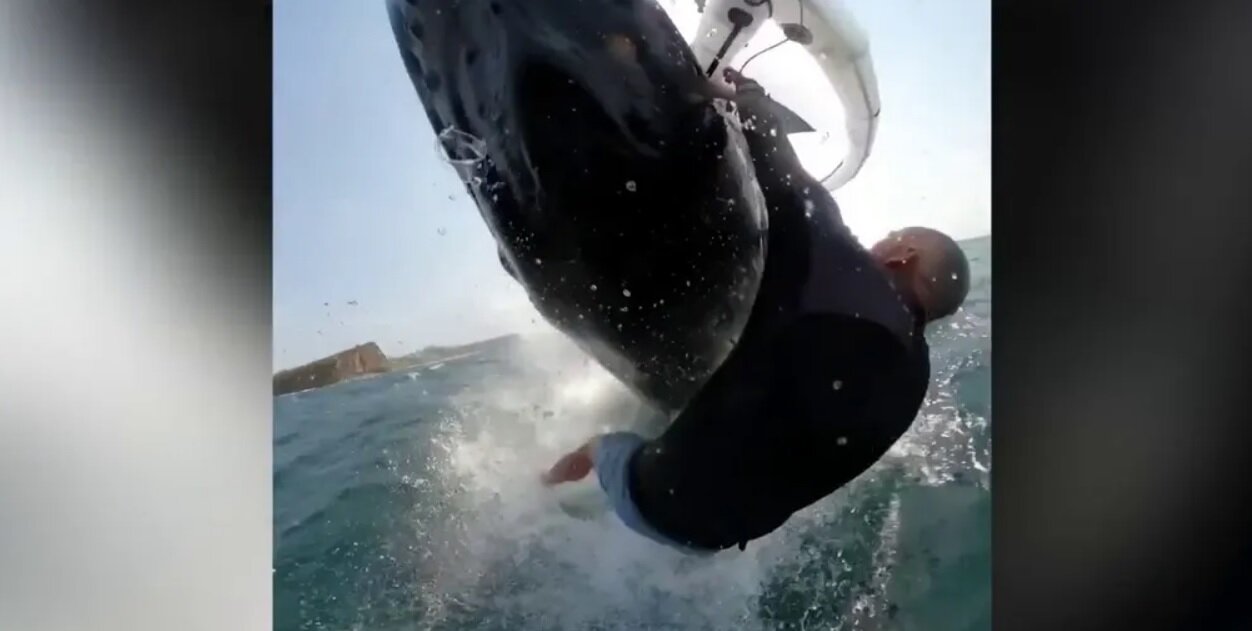 تصاویری از برخورد یک موج‌سوار با نهنگ گوژپشت