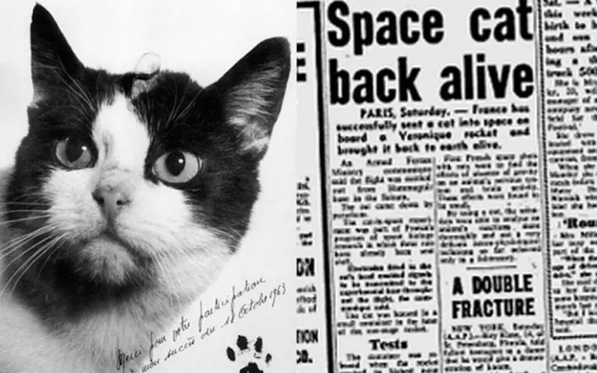 سرگذشت تنها گربه‌ای که به فضا رفت!/ فیلم