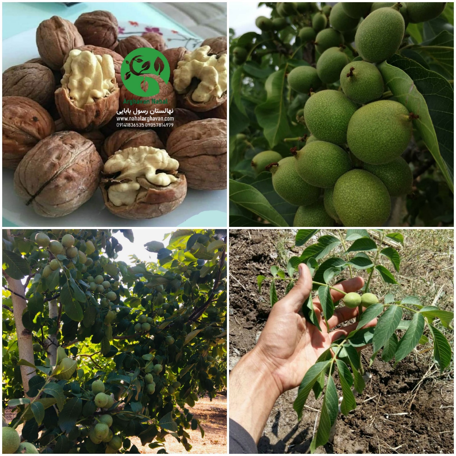 ارغوان نهال به ازای خرید هر 10 نهال، 2 نهال میوه هدیه می دهد