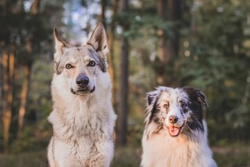 سگ‌ها از گرگ‌ها باهوش‌تر هستند؟/ عکس