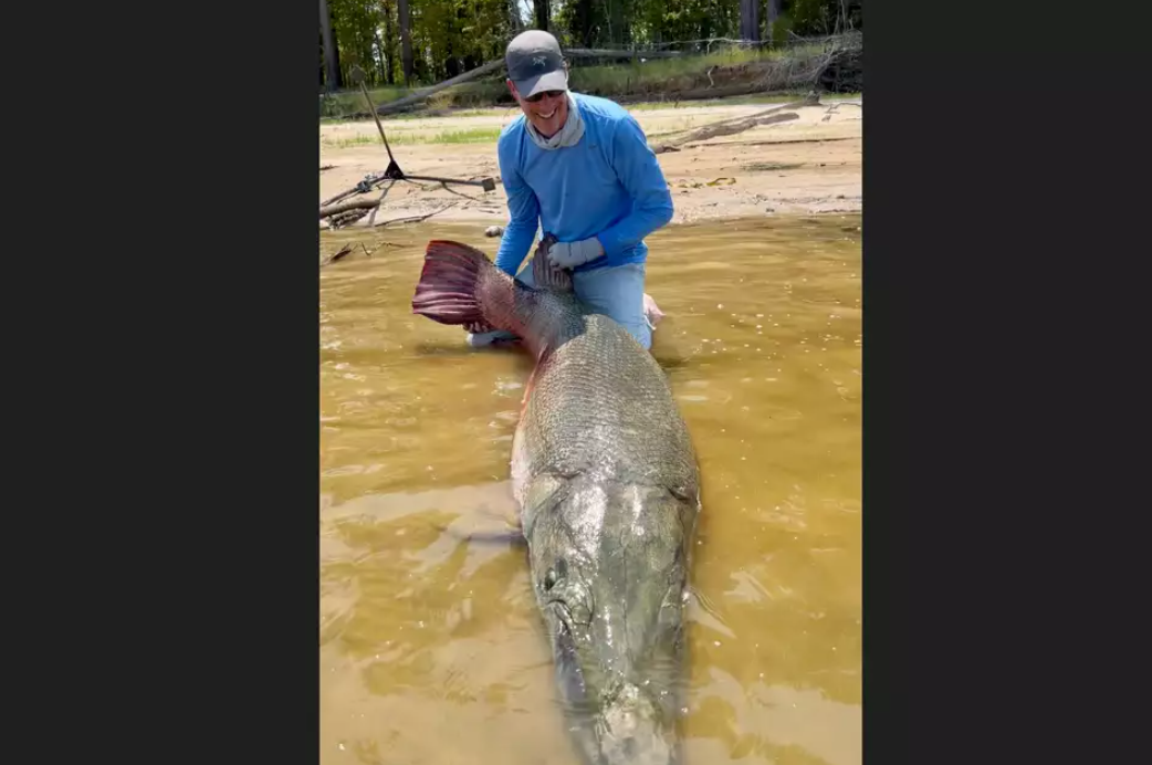 این ماهی غولپیکر رکوردها را جابهجا کرد!/ عکس