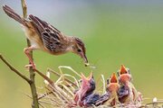 ببینید | تصاویری شگفت‌انگیز از لحظه غذا دادن پرنده به جوجه‌هایش