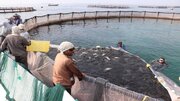 ظرفیت تولید ماهی در قفس در هرمزگان افزایش یافت