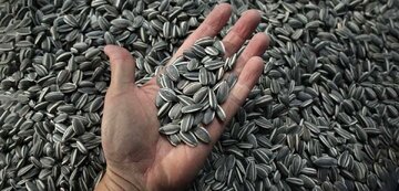 وزارت بهداشت: رانندگان تخمه شور نخورند وزارت بهداشت: رانندگان تخمه شور نخورند