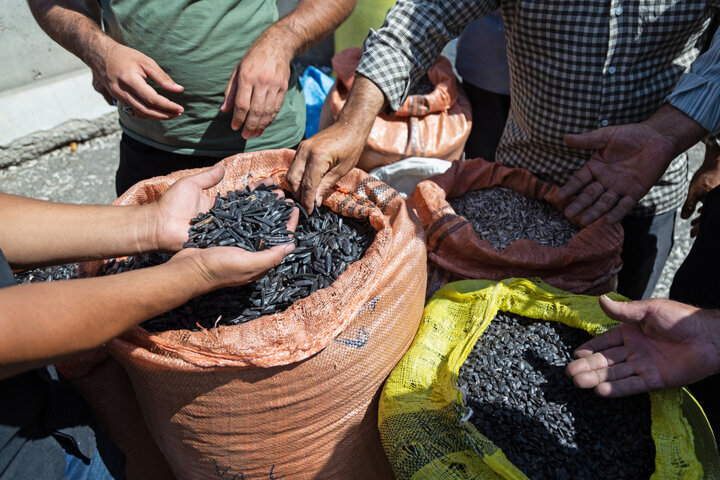 تخمه چقدر گران شد؟ | کف و سقف قیمت هر کیلو تخمه آفتابگردان،  کدو و جابونی